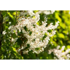 Plantiflor Schlingknöterich Topf Durchmesser 17 cm