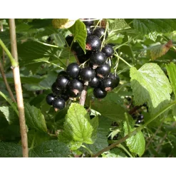 Plantiflor Schwarze Johannisbeere Titania Topf Durchmesser 23 cm