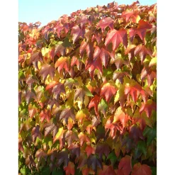 Plantiflor Selbstklimmende Jungfernrebe Veitchii Topf Durchmesser 17 cm