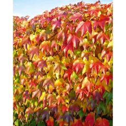 Plantiflor Selbstklimmende Jungfernrebe Veitchii Topf Durchmesser 17 cm