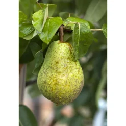 Plantiflor Sommerbirne Williams Christ Busch Topf Durchmesser 28 cm