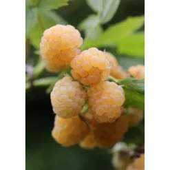 Plantiflor Sommerhimbeere Golden Queen Topf Durchmesser 17 cm