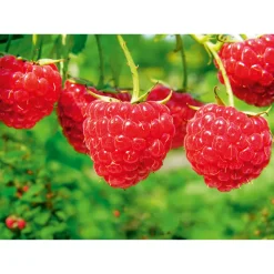 Plantiflor Sommerhimbeere Schönemann Topf Durchmesser 17 cm