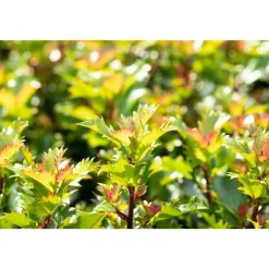 Plantiflor Stechpalme Little Rascal Topf Durchmesser 15 cm