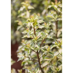 Plantiflor Stechpalme White Cream Topf Durchmesser 15 cm