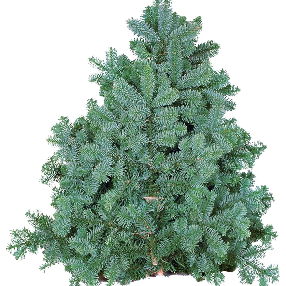 Plantiflor Tannenzweige Blaue Edeltanne Handbund 500 g