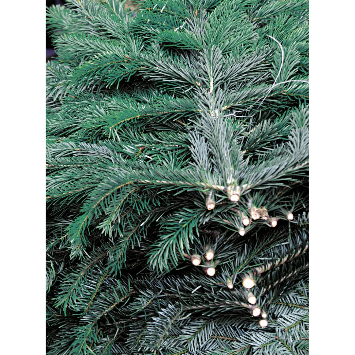 Plantiflor Tannenzweige Blaue Edeltanne Handbund 500 g