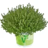 Plantiflor Thymian T14
