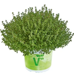 Plantiflor Thymian T14