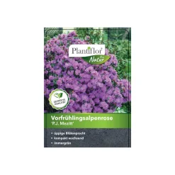 Plantiflor Vorfrühlingsalpenrose P.J Mezitt Topf Durchmesser 23 cm
