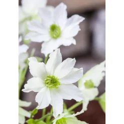 Plantiflor Waldrebe Early Sensation Topf Durchmesser 17 cm