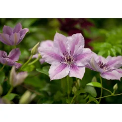 Plantiflor Waldrebe Nelly Moser Topf Durchmesser 17 cm