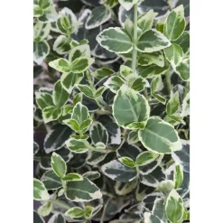 Plantiflor Weißbunter Spindelstrauch Topf Durchmesser 15 cm