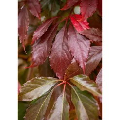 Plantiflor Wilder Wein Topf Durchmesser 17 cm