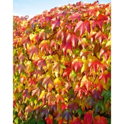 Plantiflor Wilder Wein Topf Durchmesser 17 cm