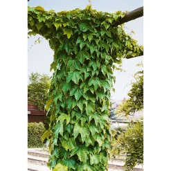 Plantiflor Wilder Wein Topf Durchmesser 17 cm