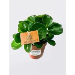 Plantiflor Zwergpfeffer grün 15-20 cm T12