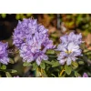 Plantiflor Zwergrhododendron Ramapo Topf Durchmesser 17 cm