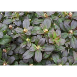 Plantiflor Zwergrhododendron Shamrock Topf Durchmesser 17 cm