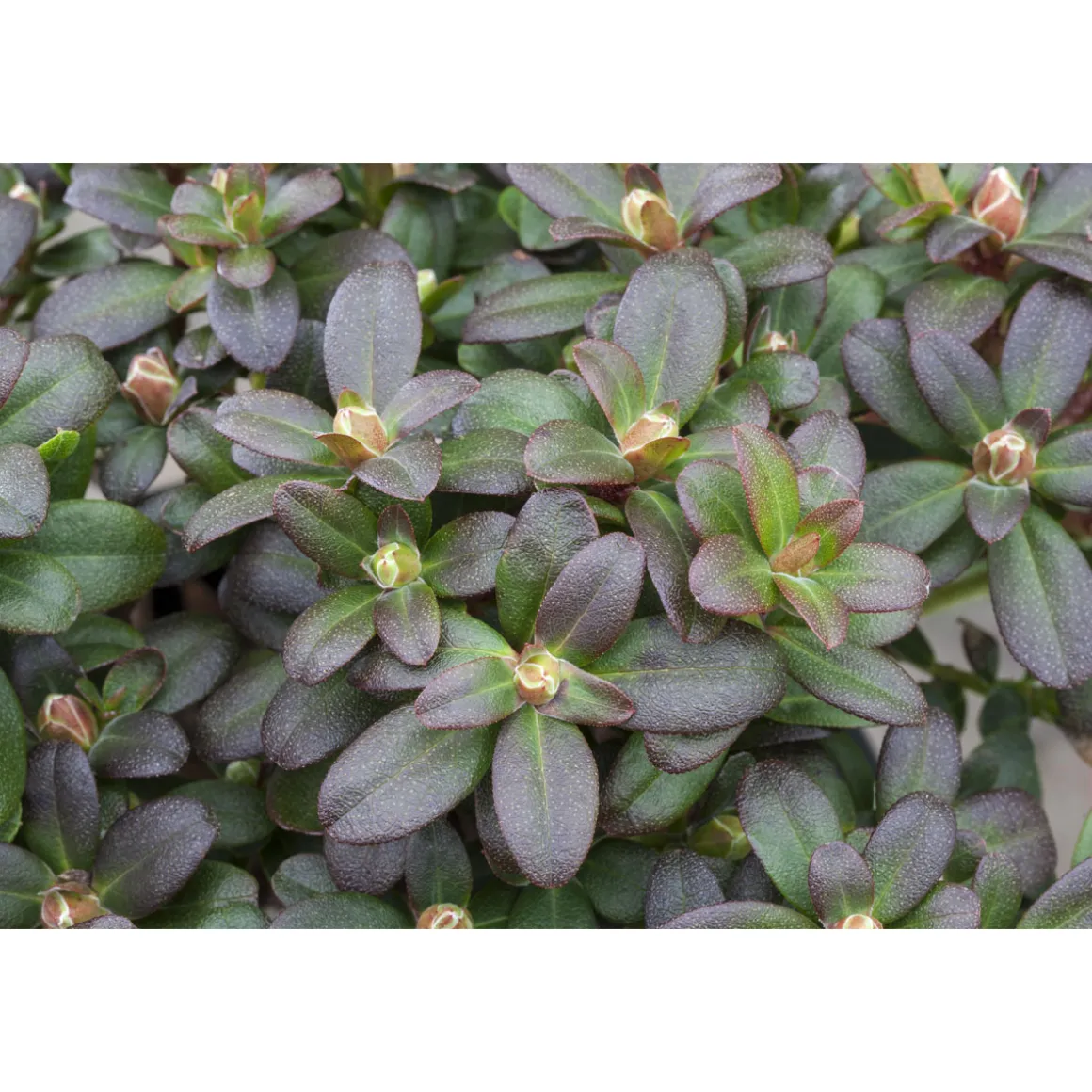 Plantiflor Zwergrhododendron Shamrock Topf Durchmesser 17 cm
