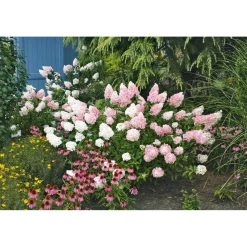 Rispenhortensie Living Creations Topf- Durchmesser 23 cm