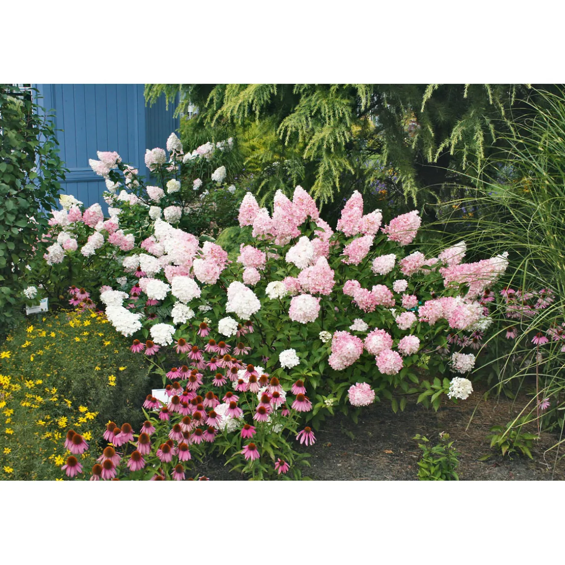 Rispenhortensie Living Creations Topf- Durchmesser 23 cm