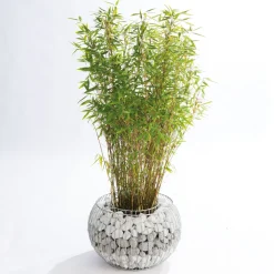 Wilk Gabionen-Pflanzgefäß Olympia L