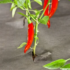 Windhager Unkrautvlies 10x1 m 50 g/m²